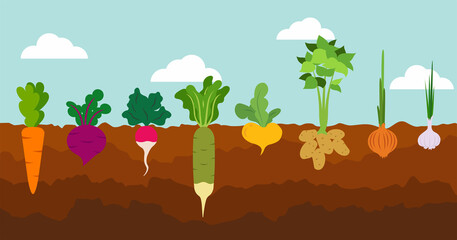 Vegetable garden banner. Organic and healthy food. Poster with root veggies. Plants showing root structure below ground level, veggies growing and planting. Flat style, vector illustration - obrazy, fototapety, plakaty