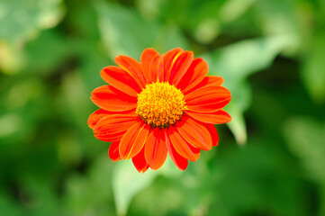 A Vibrant Orange Daisy Flower