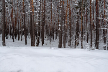 Fototapeta premium Fresh fluffy snow on tree branches on a quiet winter day.
