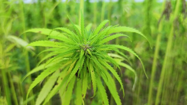 SLOW MOTION CLOSE-UP: Sun shining trough cannabis leafs and narcotic buds in illegal narco plantation. Medicinal cannabis field cultivation. Illegal narco weed plantation growing outdoors under sun