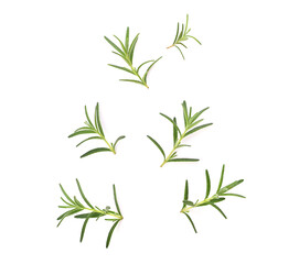 Rosemary on white background, Top view.