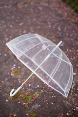 Fototapeta na wymiar Transparent umbrella in spring blossom park