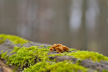 small mushrooms on a fallen, moss covered tree