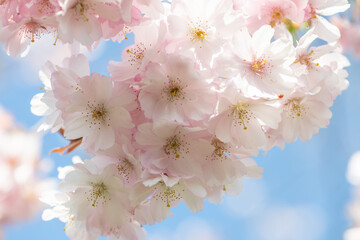 rosa blühende Kirschblüten vor blauem Himmel, Naturschauspiel zum Frühlingsanfang.