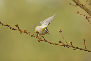 summer goldcrest taking off