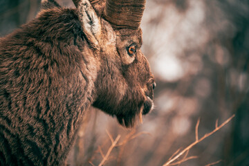 close up of an ibex