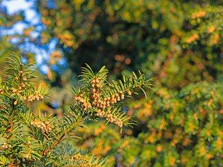 Fototapeta na wymiar Weibliche Blüten der Eibe, Taxus