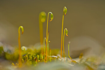 Macro photo of moss in the evening sun
