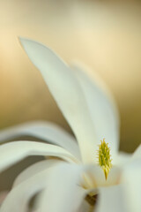 Magnolia blossom detail