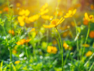 beautiful yellow flower fields In a garden with blurred background and morning light