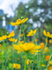 Flowers yellow Bright  , blurred background and bokeh