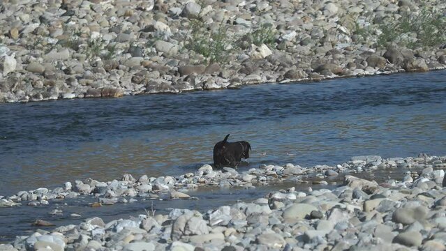 Black Dog Inside A River