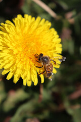 Apis mellifera on Taraxacum officinalis flowers. Honey bee on yellow Dandelion flowers on springtime