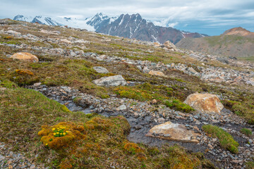 Vivid sunlit landscape with small yellow buttercup flowers among mosses and grasses near clear mountain stream with view to large snow mountain range in cloudy sky. High mountain flora in sunlight.