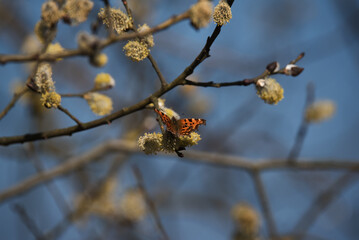 BUTTERFLY - A beautiful colorful insect on a branch