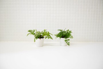 白いキッチン　爽やかな観葉植物　白背景　コピースペース　ホワイトスペース　余白