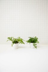 白いキッチン　爽やかな観葉植物　白背景　コピースペース　ホワイトスペース　余白