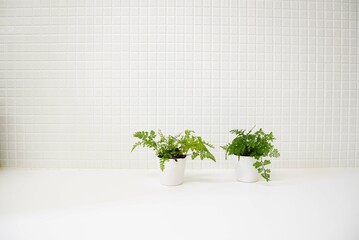 白いキッチン　爽やかな観葉植物　白背景　コピースペース　ホワイトスペース　余白
