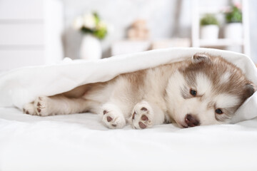 One month old Alaskan Malamute puppy lying under a blanket in the room