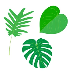 Fototapete Monstera set of isolated green tropical leaves