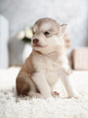 Thoroughbred Alaskan Malamute puppy sitting on the carpet in the room