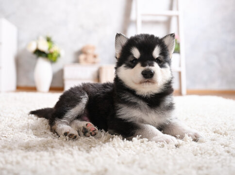 Purebred Alaskan Malamute puppy lying on the carpet in the room