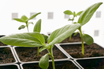 Sunflower seedlings in plastic containers in front of a window. Green sapling plants in a nursery plot. Home gardening concept.     