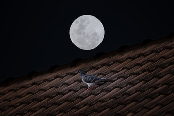 Full moon with bird on roof house in the dark night.