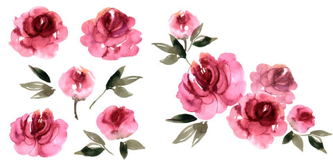 Watercolor pink peonies. Floral elements for design of greeting cards, invitations. 
