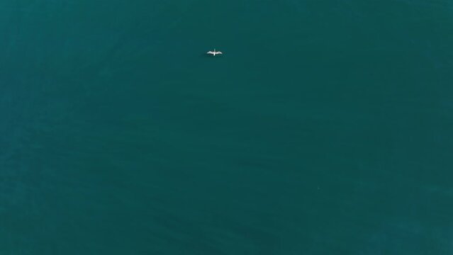 Aerial view of white seabird hunting in open waters. 