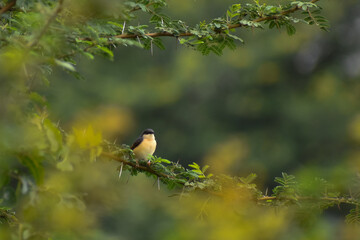 robin in the grass