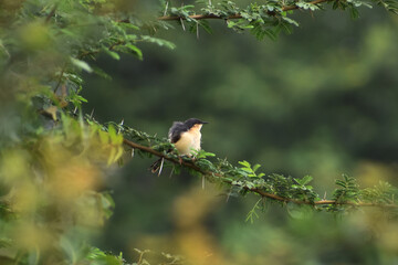 robin in the grass
