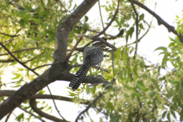 owl on branch