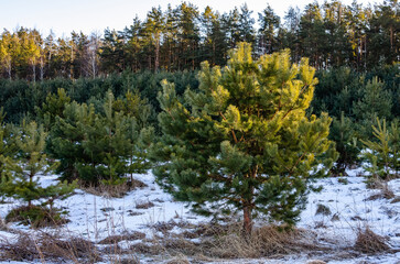 Young green trees grow on the site of an old clearing. Young pine trees in the forest on a sunny winter day.