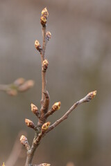 Pear flower buds on twig in spring, pear bud shoots on branch.