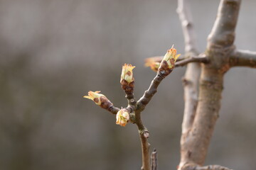 Pear flower bud in spring, green bud stage, pear bud shoots on branch.