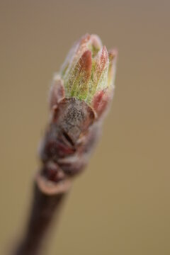  Flowe buds closeup of apple tree variety Rubinola in organic orchard, green tip phase, apple bud macro.