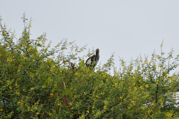 bird on a branch