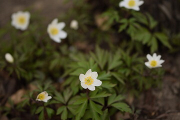 Wood anemone white flower on bokeh flowers background, shiny spring garden view.