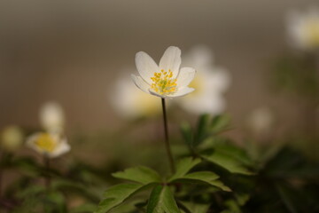 Wood anemone white flower on bokeh garden background, shiny spring garden view.