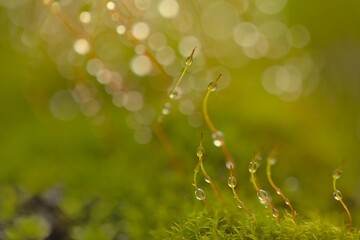 moss covered in dew drops