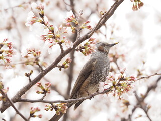 満開のソメイヨシノとヒヨドリ