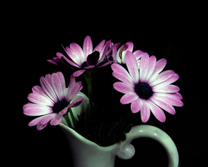 Pink and white African Daisy flower in a vase isolated on black coloured background.