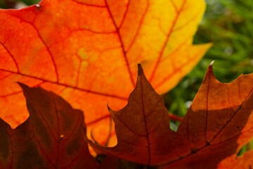 Naklejka na ściany i meble Fall season leaves yellow and red