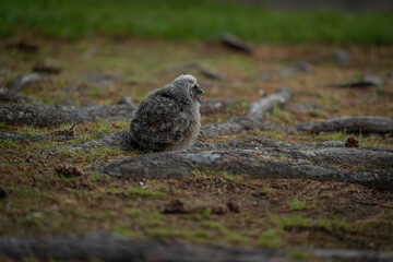 北海道の6月、巣から落ちたトラフズクのヒナ。

