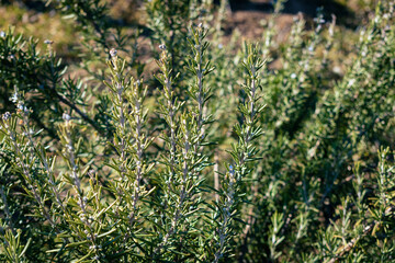 Organically grown rosemary twigs in the garden