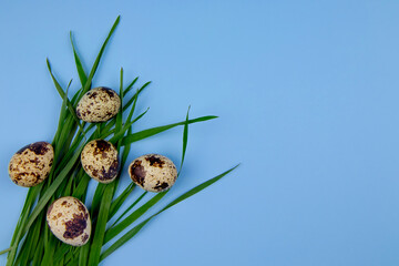 Easter bouquet of green grass and quail eggs on a blue background. View from above. Easter...