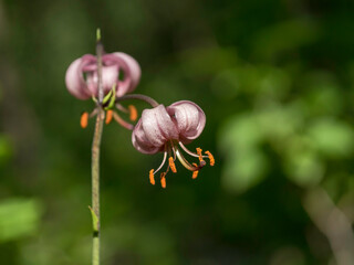 Lonely Martagon lily, Turk´'s cap lily, Lilium martagon, an old Eurasian garden plant, blooming in a shady garden, closeup with selective focus and copy space