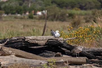 seagull with its chick on a trunk of the costa brava