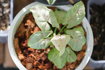 Syngonium milk confetti in a plant pot beautiful leaf pattern